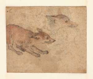 studies-of-a-fox-recto-studies-of-a-bearded-man-with-his-hands-crossed-and-another-head-verso