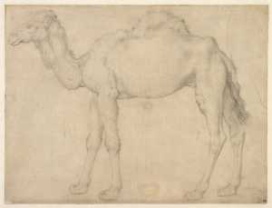 dromedary