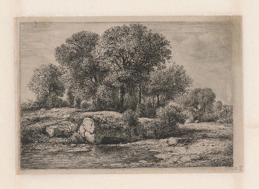 Trees near a Pool