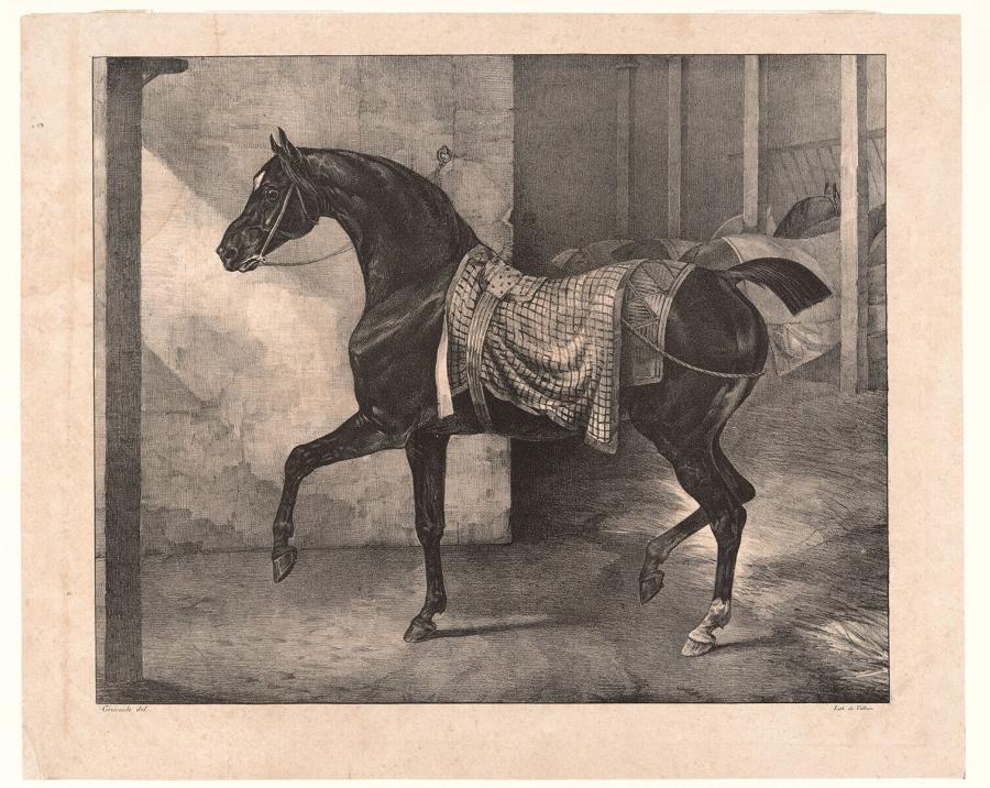 Black Horse Tethered in a Stable