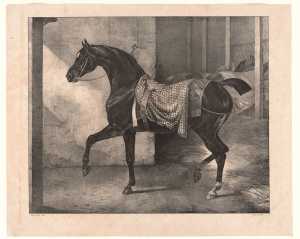 zwart-paard-vastgebonden-in-een-stal