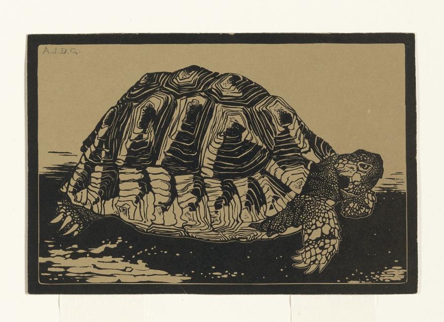 Turtle