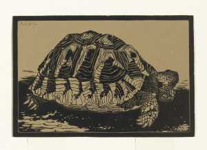turtle