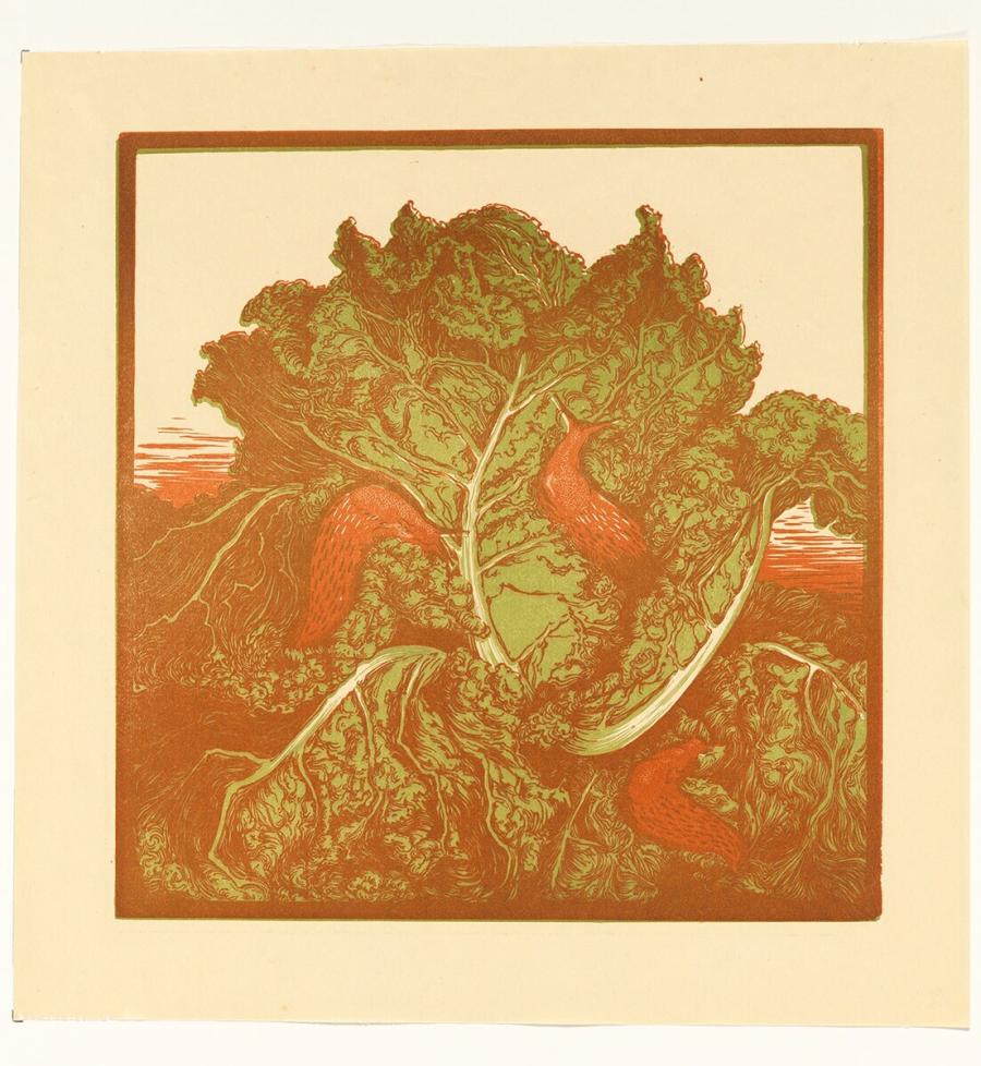 Savoy Cabbage with Snails