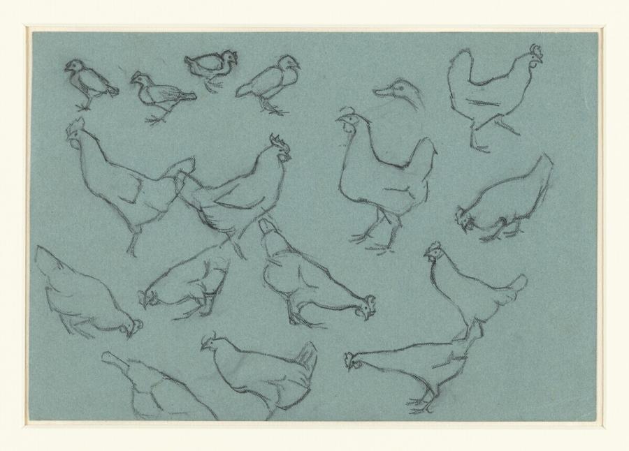 Study Sheet with Chickens and Chicks