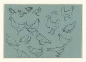 study-sheet-with-chickens-and-chicks