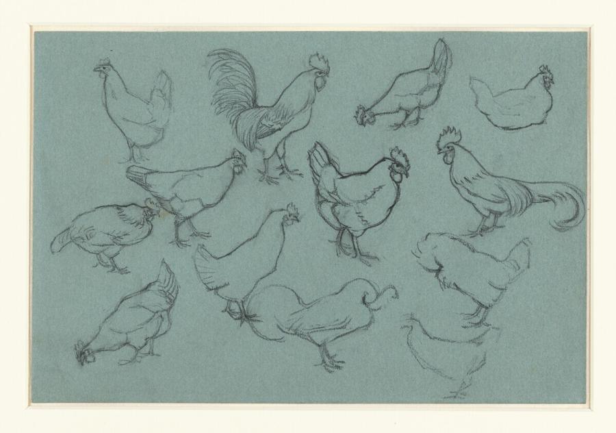 Study Sheet with Rooster and Chickens