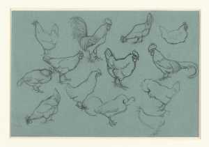 study-sheet-with-chickens