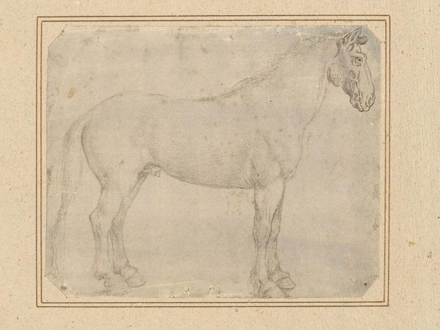 Standing Horse in Profile to the Right