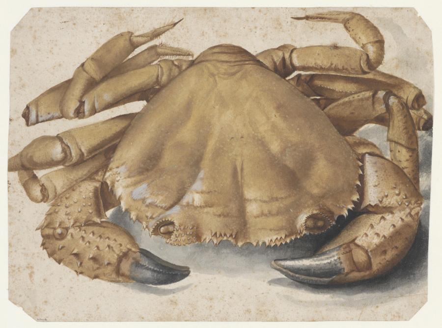 Crab (Eriphia Spinifrons)