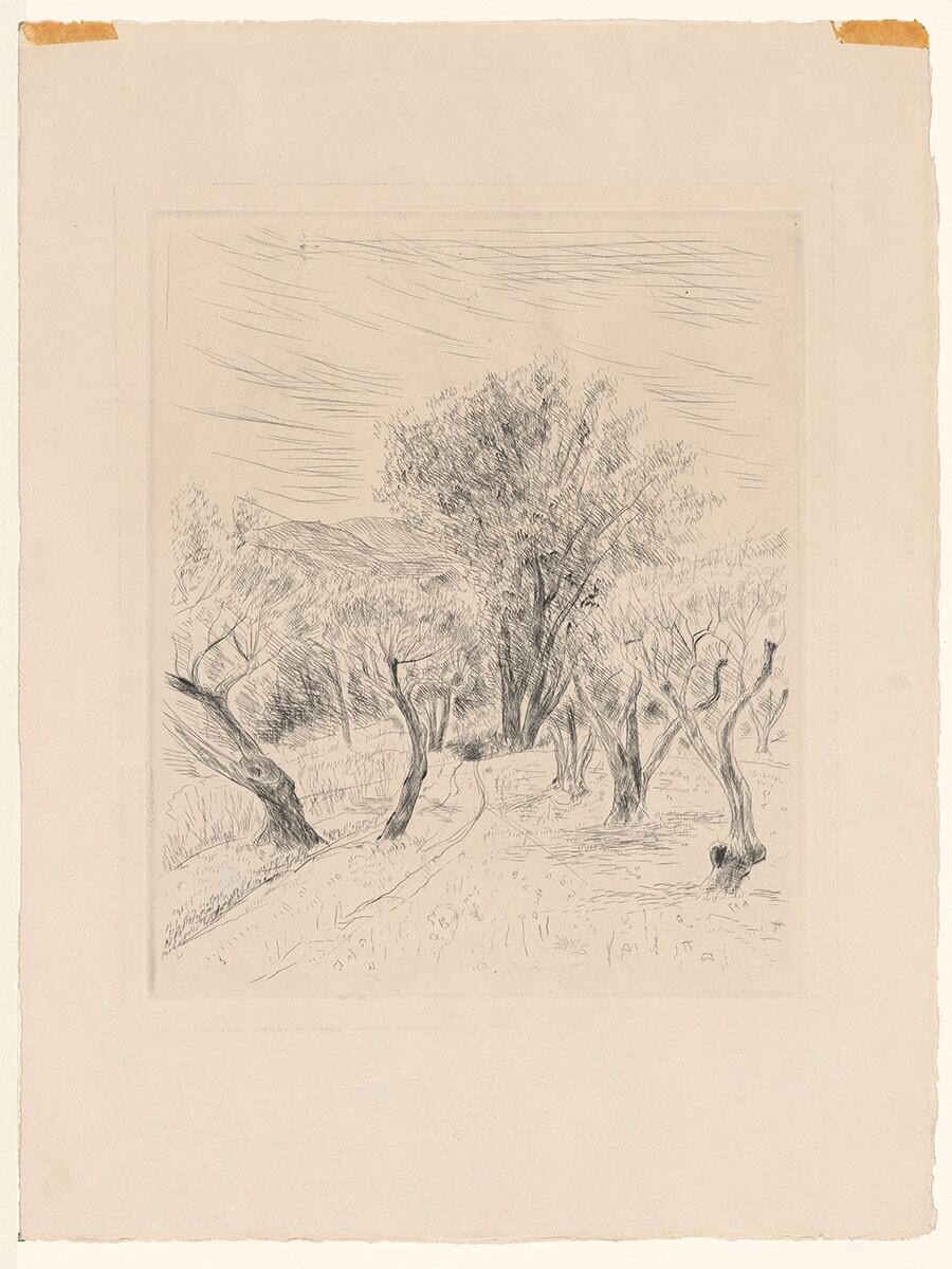 The Old Olive Trees