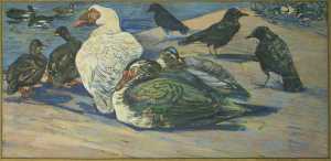 drie-muskuseenden-cairina-moschata-drie-zwarte-kraaien-corvus-corone-en-enkele-kuifeenden-aythia-fuligula