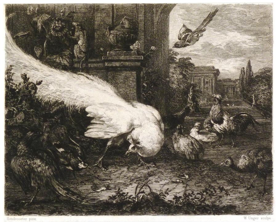 The White Peacock