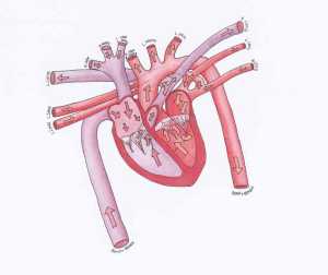 het-hart