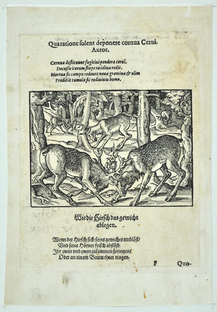 Stags Fighting (Page from the Jagdbüchlein)