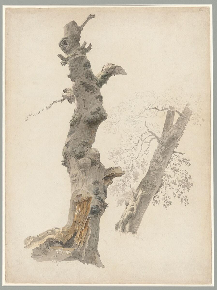 Study of Two Trees in the Sabina Region (North of Rome)