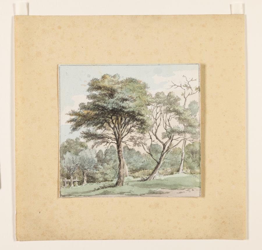 Landschapsstudie met drie grote bomen