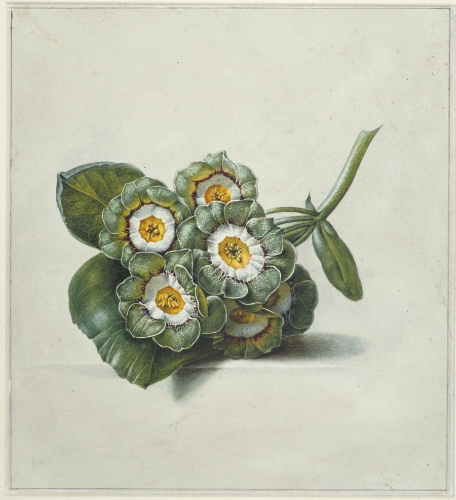 Studie van een twijg met bloemen van de tuinaurikel (Primula auricula)