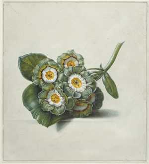 studie-van-een-twijg-met-bloemen-van-de-tuinaurikel-primula-auricula