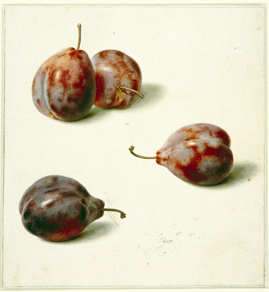 Four Blue Plums