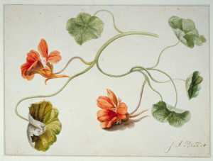 studie-van-een-stengel-met-bloemen-van-een-oost-indische-kers-tropaeolum-majus