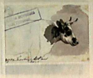 koeienkop