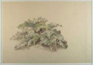 study-of-cabbage-leaves