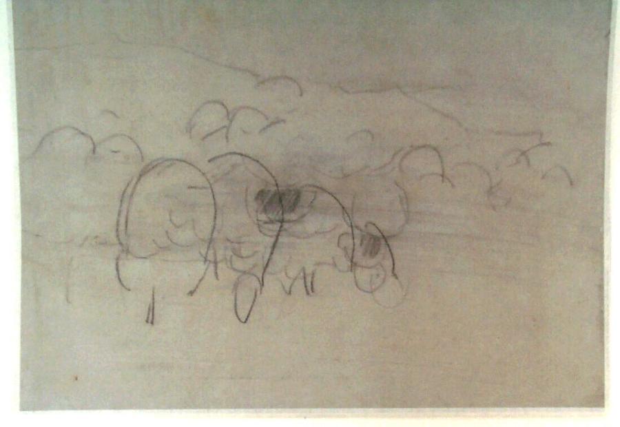 Studie van schapen