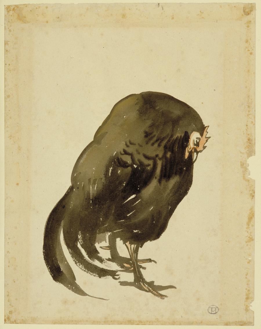 Black Cockerel