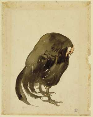 zwarte-haan-gallus-gallus