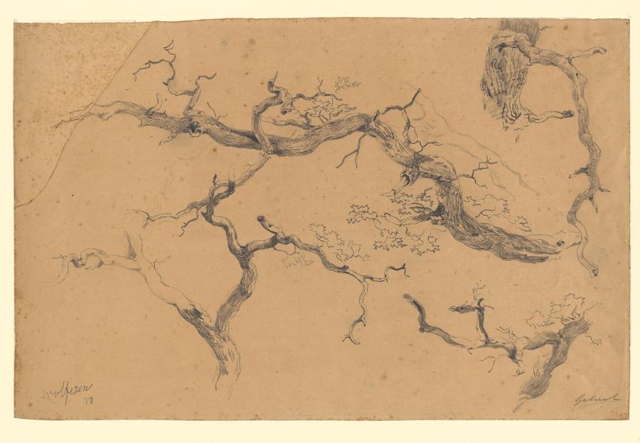 Studies of Branches