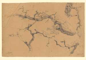 studies-of-branches