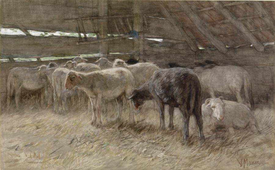 Schapen in een stal
