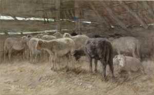 schapen-in-een-stal