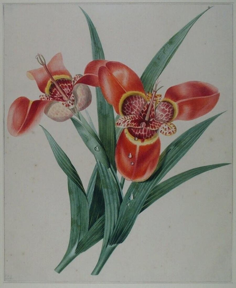 Study of Two Red Peacock Flowers (Tigridia pavonia)