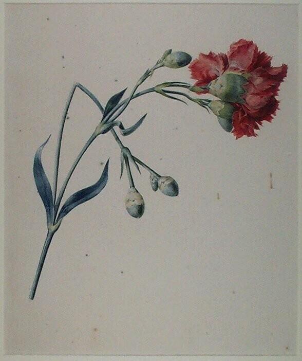 Study of a Red Clove Gillyflower (Dianthus)