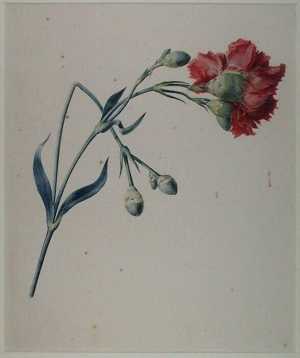 studie-van-een-rode-anjer-dianthus