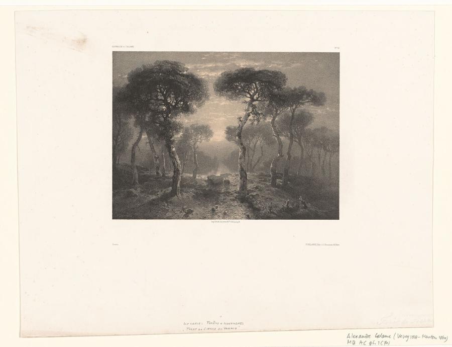 Forest near Sierre in Valais
