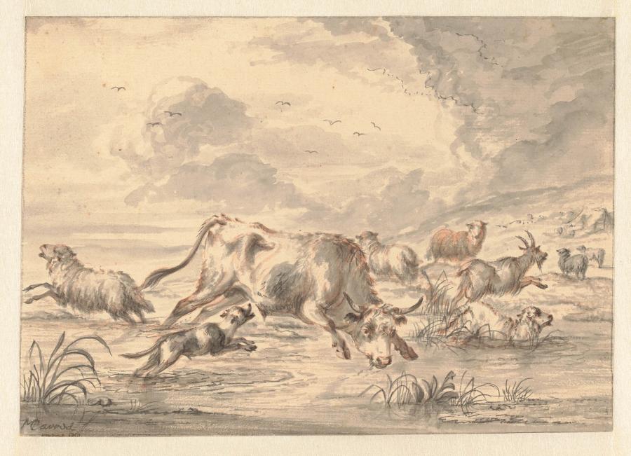 A Bull Runs Through a Herd of Sheep in a Puddle