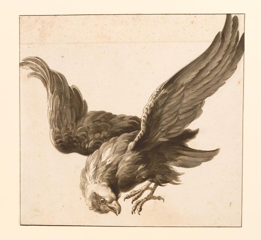 Een naar beneden vliegende roofvogel
