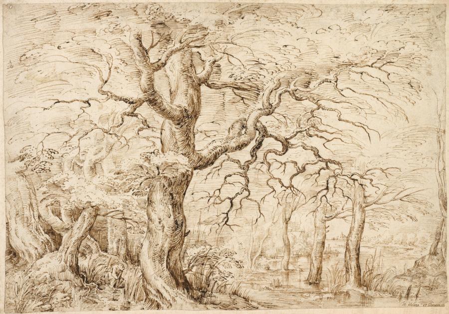 Flooded Stream Valley with Tall Trees