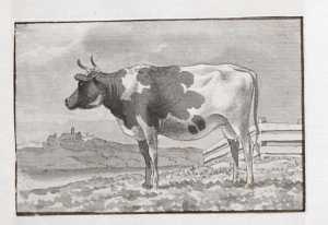cow-lying-in-a-pasture-near-water-study-from-a-series-of-twelve-sheets