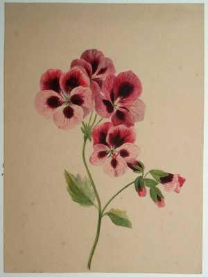 bloem