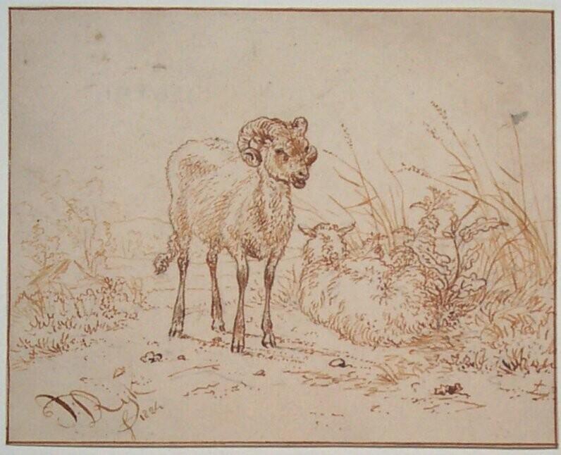 Bok