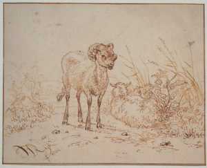 bok
