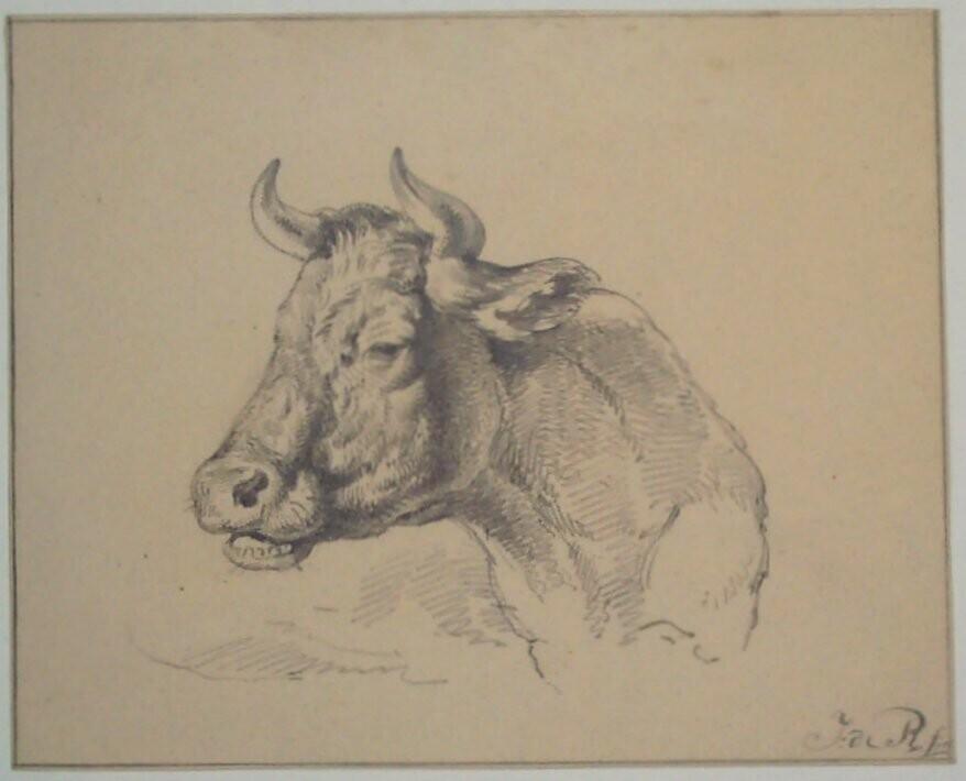 Koeienkop