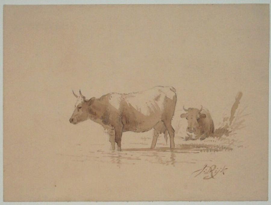 Twee koeien
