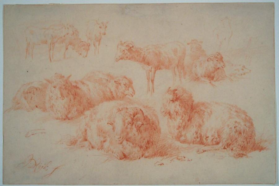 Studie van schapen