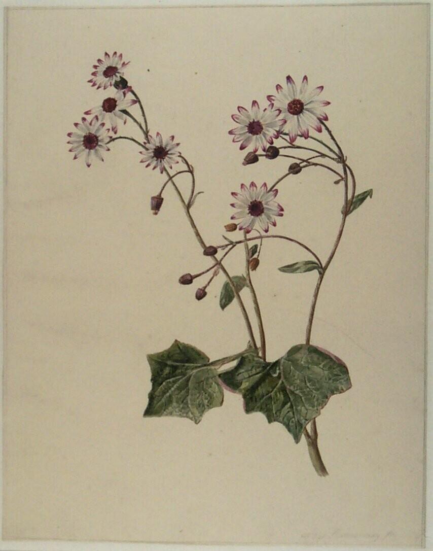Bloemen