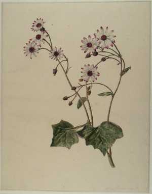 bloemen